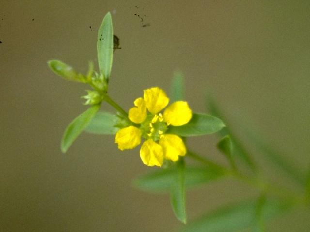 キバナミソハギの花