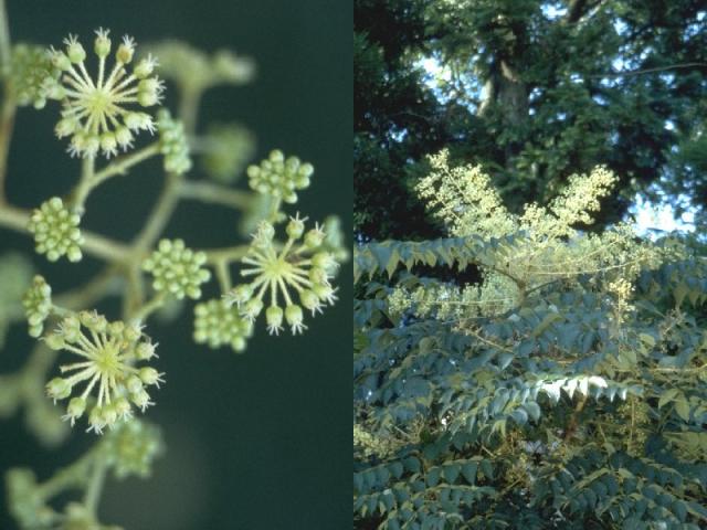 タラノキの花