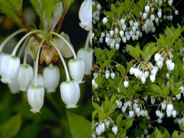 ドウダンツツジの花