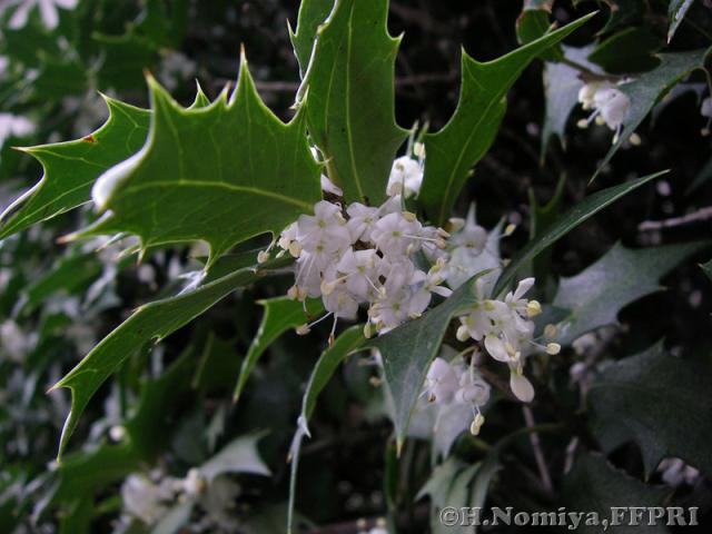 ヒイラギの花