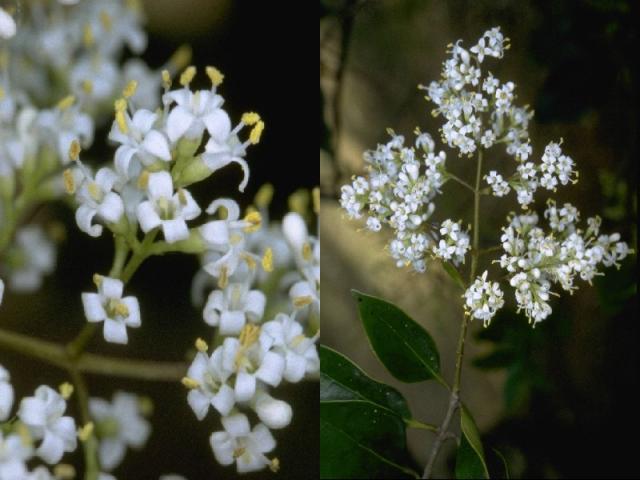 ネズミモチの花