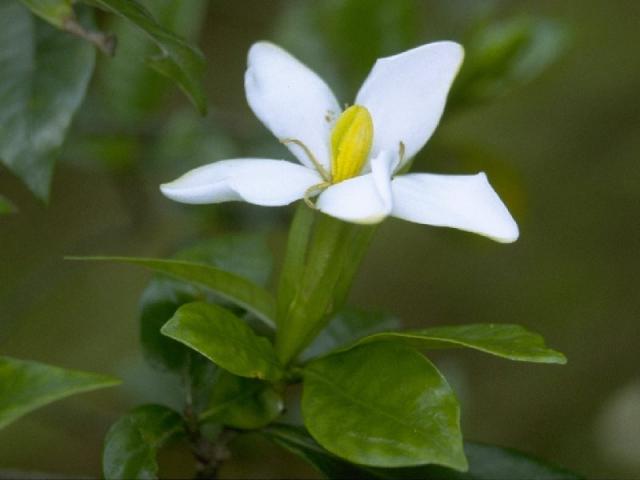 クチナシの花