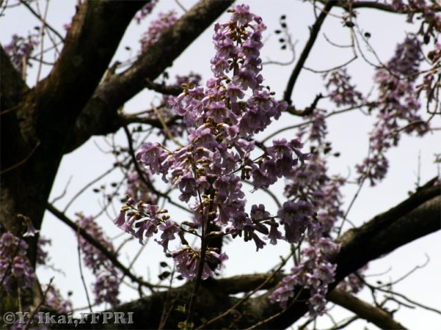 キリの花