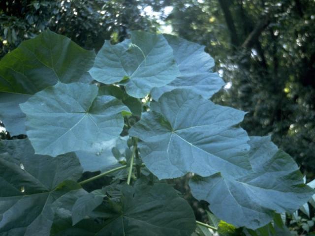 キリの葉