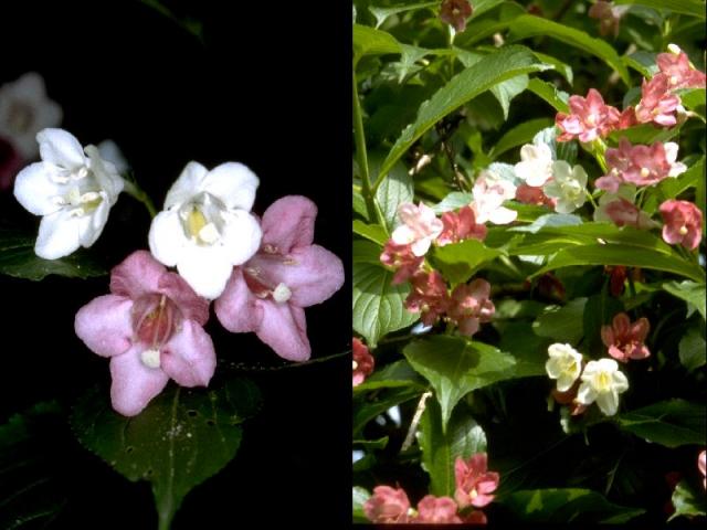 ハコネウツギの花