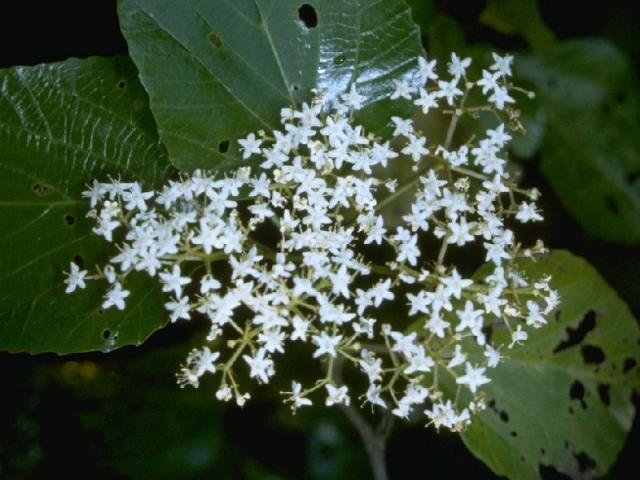 ハクサンボクの花