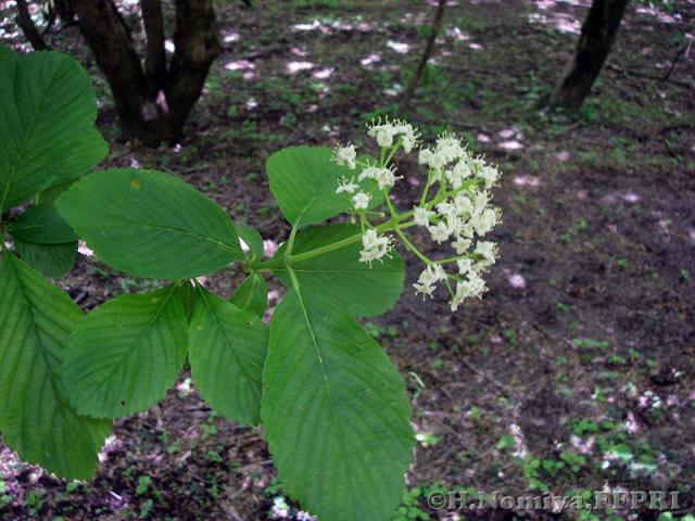 ゴマギの花