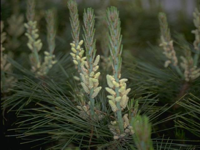 多行松の雄花