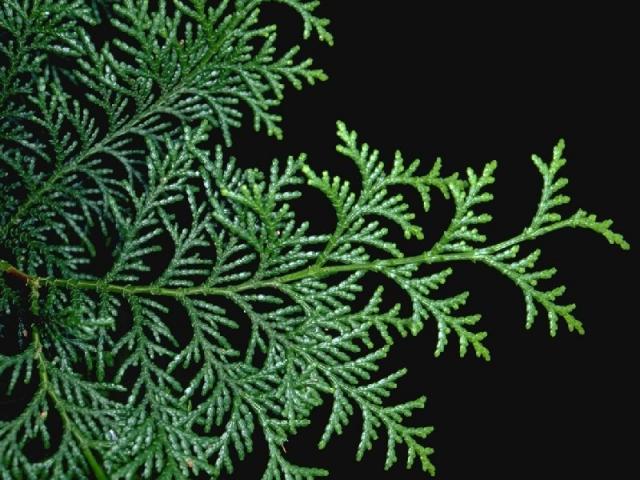 ヒノキの葉