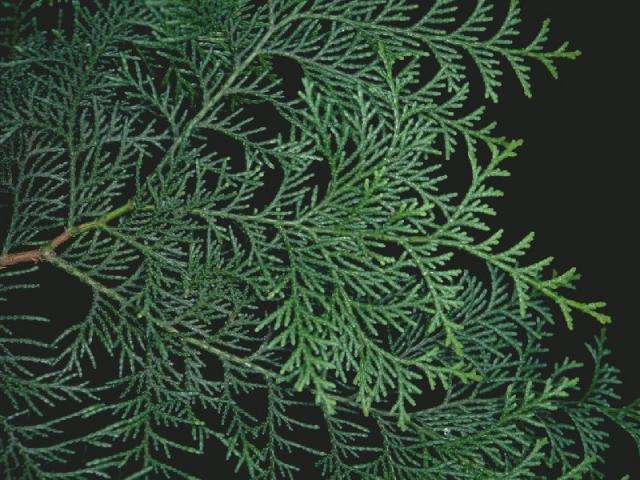 ナンゴウヒの葉