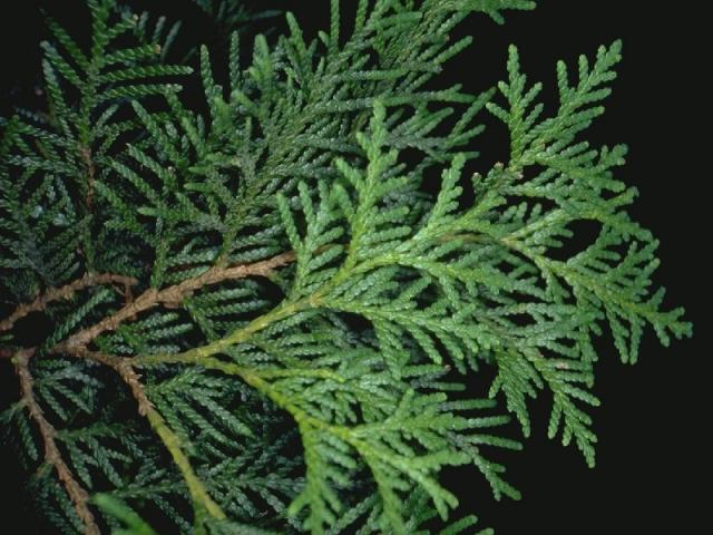 ニオイヒバの葉