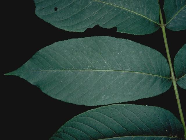 オニグルミの葉