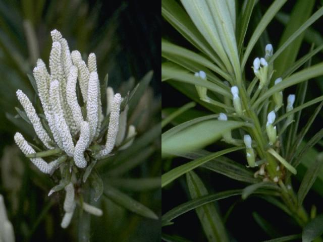 イヌマキ花