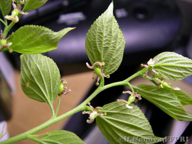 エノキの花