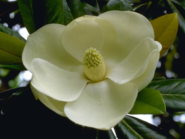タイサンボクの花