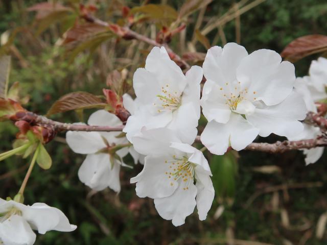 ヤマザクラの花