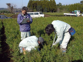 20070111_苗畑コンクール_測定