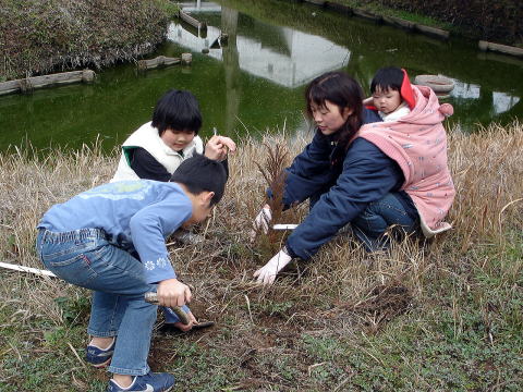 20070224_八島のスギ群_植樹