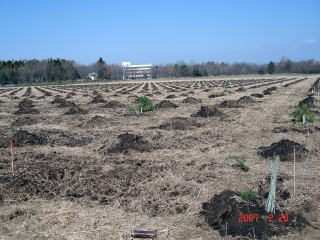 20070228_クロマツ_植栽前