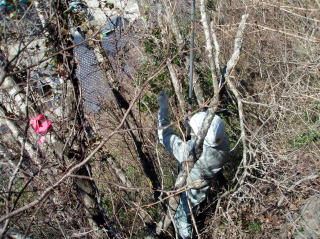 20070307_対馬_ヒトツバタゴ枝の採取