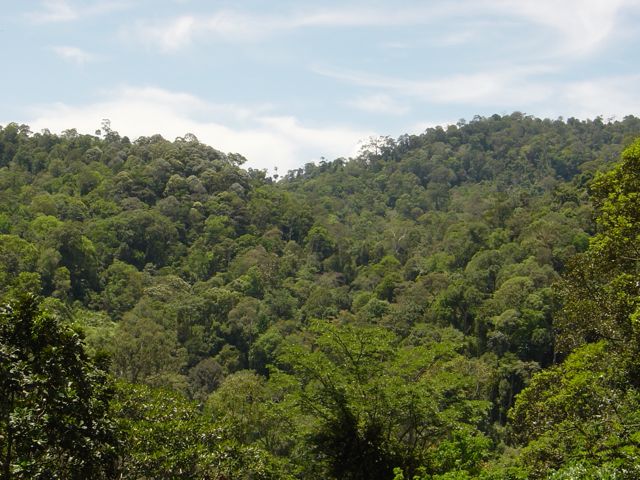 semangkok