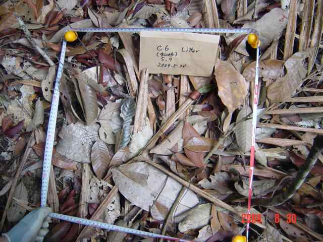 litter on ground