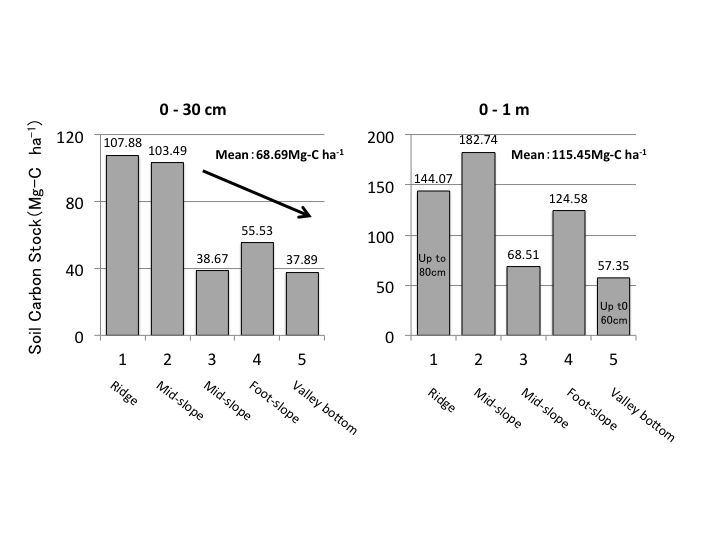 Soil C stocks