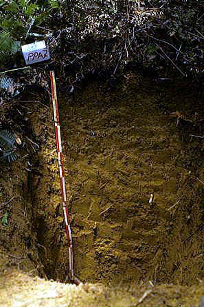 brunei soil