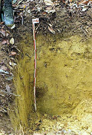 brunei soil