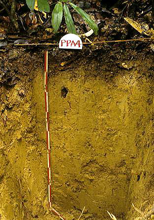 brunei soil