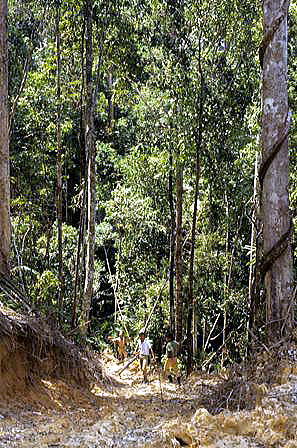 brunei forest after logging