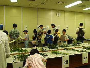 子ども樹木博士：写真4