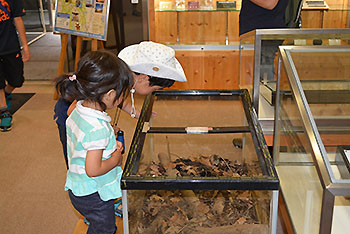 写真3：カブトムシ展示コーナー カブトムシが沢山いるよ！