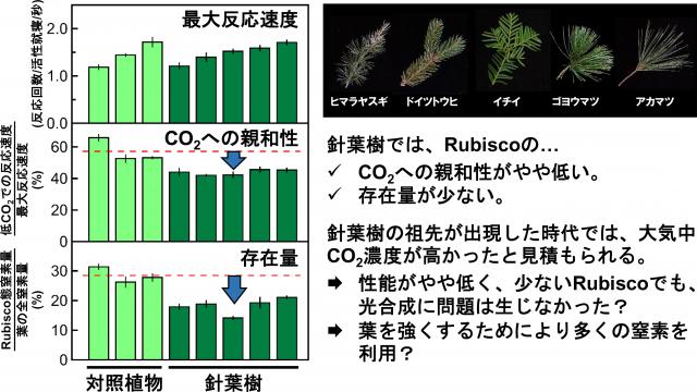 針葉樹のRubiscoを一般的な草本植物（対照植物：イネ、コムギ、ホウレンソウ）のRubiscoを比較した図