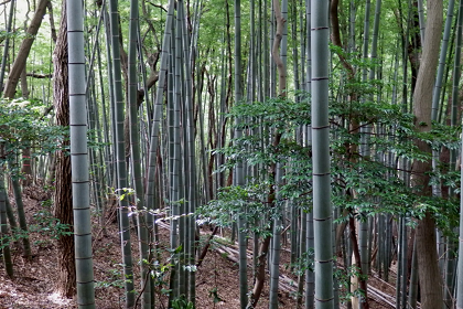 図1.里山の雑木林に侵入していく竹林（神奈川県逗子市）の写真