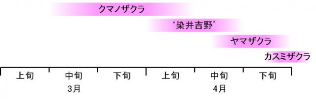 図5.和歌山県古座川町におけるクマノザクラとヤマザクラ(自生)、‘染井吉野’とカスミザクラ(植栽)の2017年の開花期の図