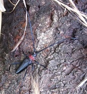 クビアカツヤカミキリの成虫の写真