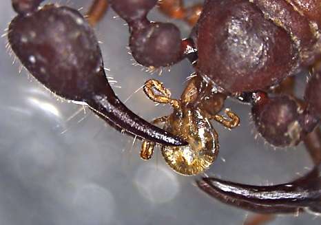 図2 マダニの幼虫を捕食するオオヤドリカニムシの成虫の写真