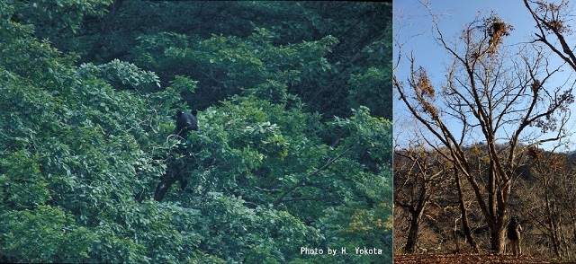 左の図：クマが樹上で枝先の果実や葉などを食べている様子。右の図：ミズナラのクマ棚の写真