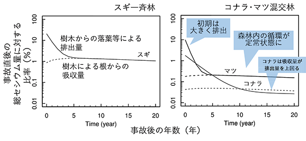 図2：スギ一斉林（左）とコナラ、マツ混交林（右）のセシウムの循環量のコンピュータシミュレーション予測結果を示す図