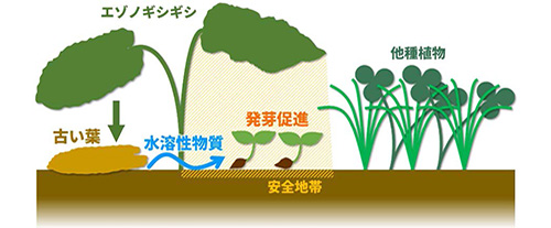 図1 同種が広げた葉の下で発芽したエゾノギシギシの芽生えを表した図