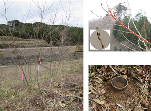 図2.コナラぼう芽株（左）、当年枝（右上）、株近くの土壌資料採取地（右下）の写真