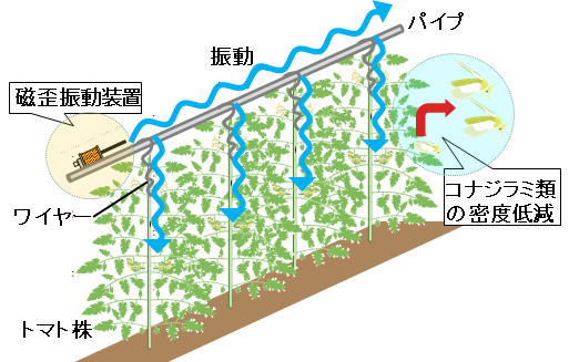 図2.パイプから垂下した金属ワイヤーにトマト植物体をつなげ、振動が伝わるように振動装置を設置した様子