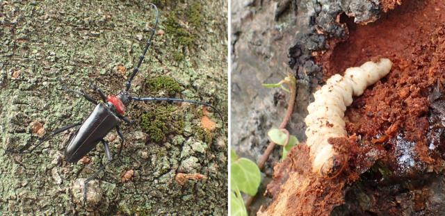 バラ科樹木を食害する外来の害虫（左、成虫）（右、幼虫）の写真