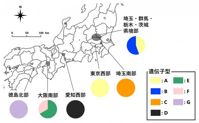 埼玉・群馬・栃木・茨城県境部、埼玉南部、東京西部、愛知西部、大阪南部、徳島北部の6つの地域から120個体のクビアカツヤカミキリを採集、DNA解析し、侵入地域間で遺伝的に異なることを示す図