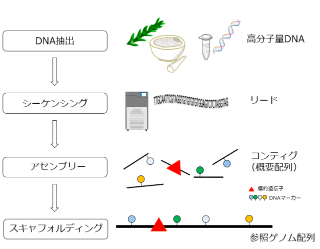 図2様々な段階があるゲノム解読を示した図