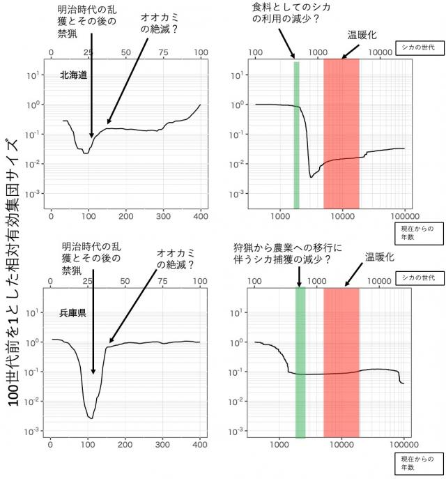 北海道と兵庫県における100世代前を1とした相対有効集団サイズを示したグラフ