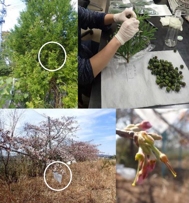 左上：スギの母樹、右上：スギから採取した球果、左下：ソメイヨシノの枝、右下：ソメイヨシノの写真