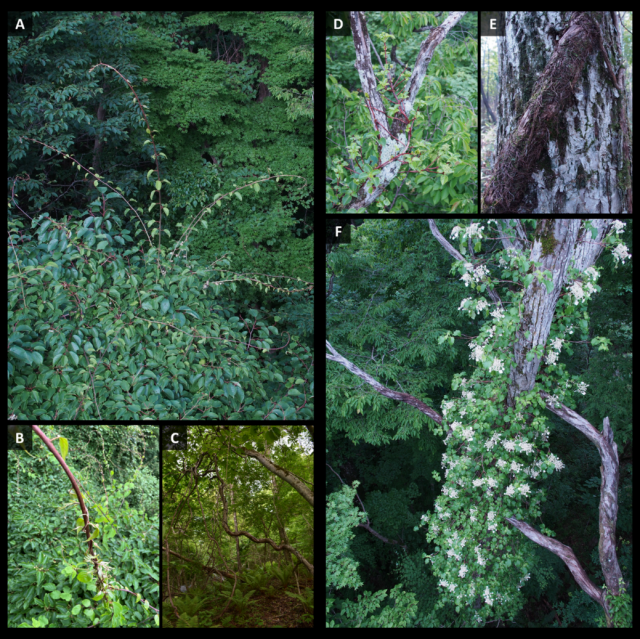 図1 様々な樹形を示す木本性つる植物の写真