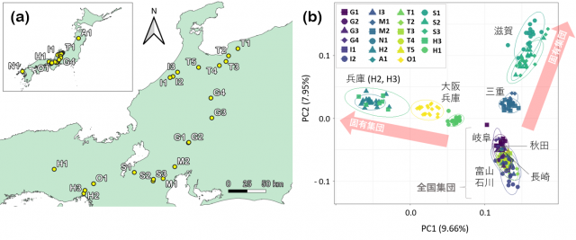 左、本州～九州で発見したミヤマアカネの23集団と、右、集団間の遺伝的な違いを平面上の距離として表現したグラフ